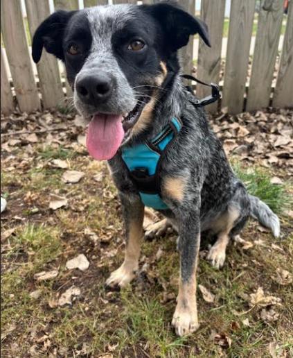 Bandit, a Adoptable mixed breed in Rockwell City, IA image 1/3