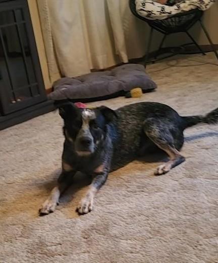 Bandit, a Adoptable mixed breed in Rockwell City, IA image 2/3