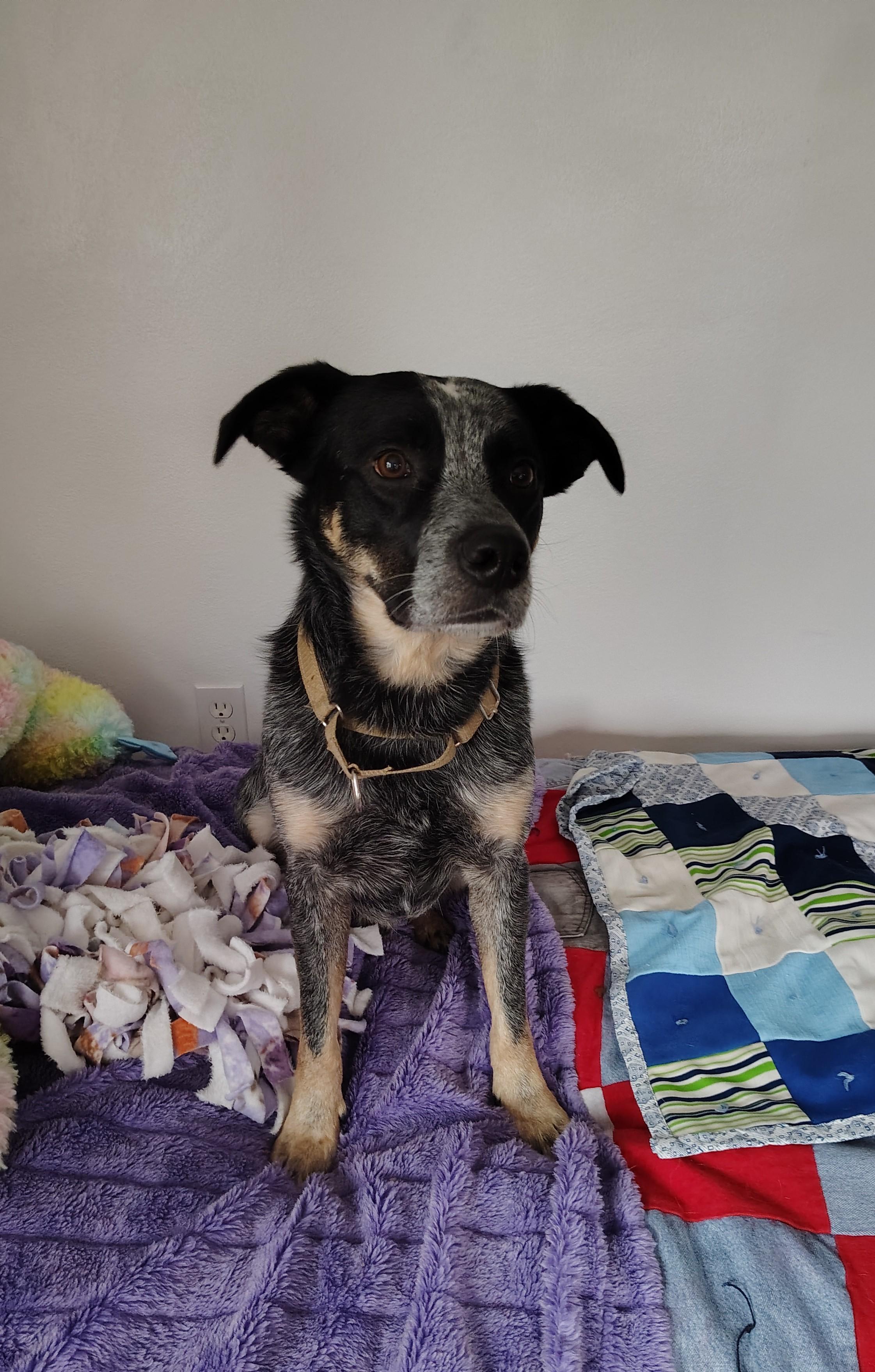 Enlarge Bandit, a Adoptable mixed breed in Rockwell City, IA image 2/4