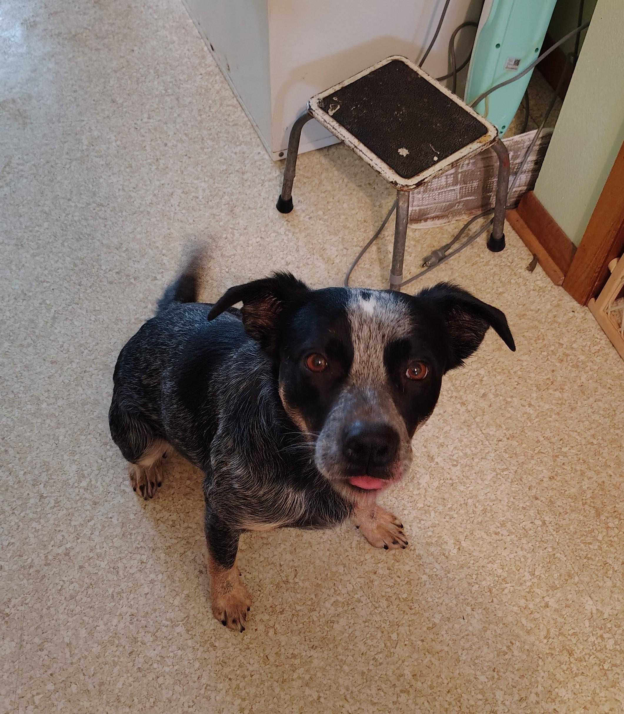 Bandit, a Adoptable mixed breed in Rockwell City, IA image 3/3