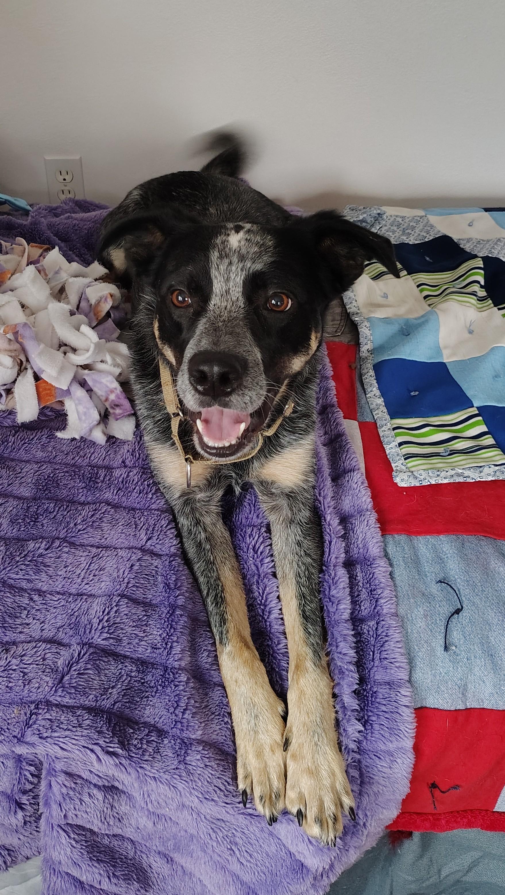Enlarge Bandit, a Adoptable mixed breed in Rockwell City, IA image 1/4