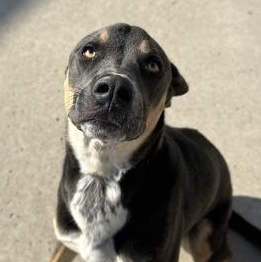 Enlarge Stevie, an adoptable mixed breed in Rapid City, SD image 2/5
