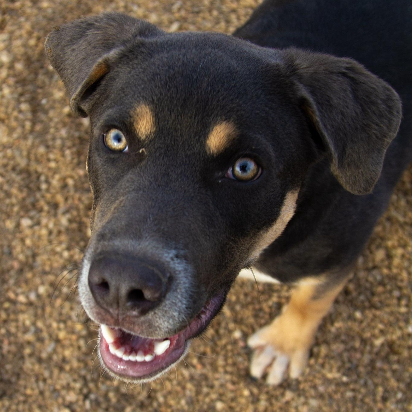 Enlarge Stevie, a Adoptable mixed breed in Rapid City, SD image 1/4