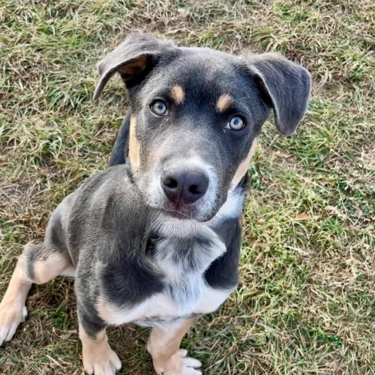 Stevie, Adoptable, Puppy Male Husky & Terrier.
