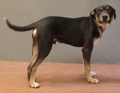 Stevie, a Adoptable mixed breed in Rapid City, SD image 2/3