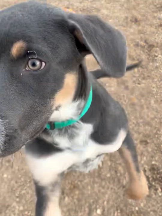 Enlarge Stevie, a Adoptable mixed breed in Rapid City, SD video 3/3