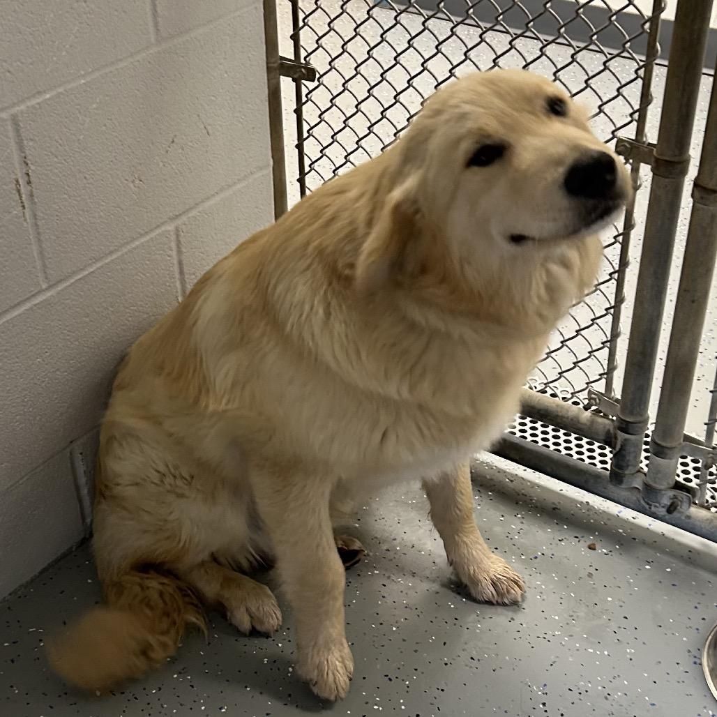 Enlarge Freon, a Adoptable Mixed Breed in Danville, KY image 1/2