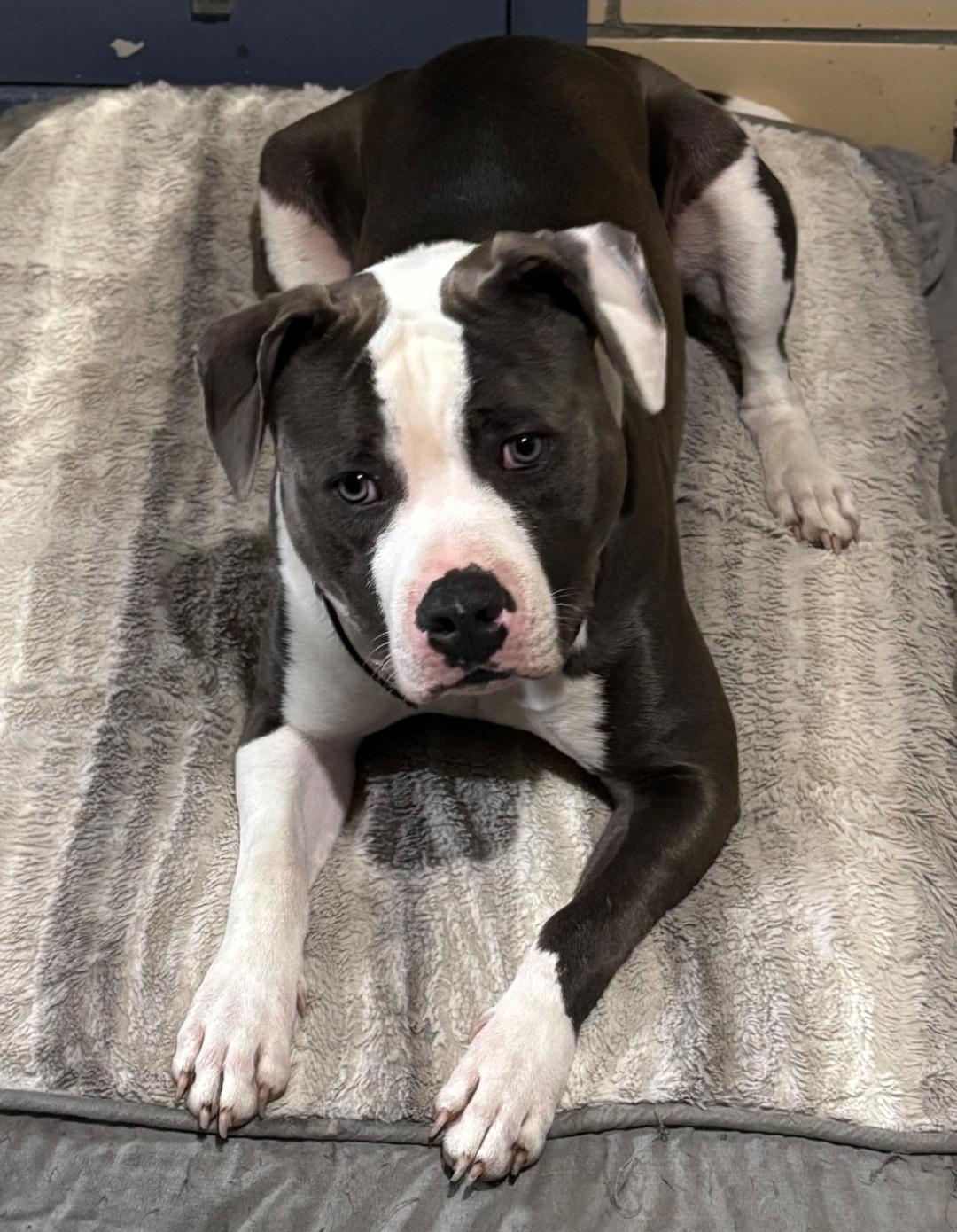 Ramble, Adoptable, Young Male American Staffordshire Terrier.
