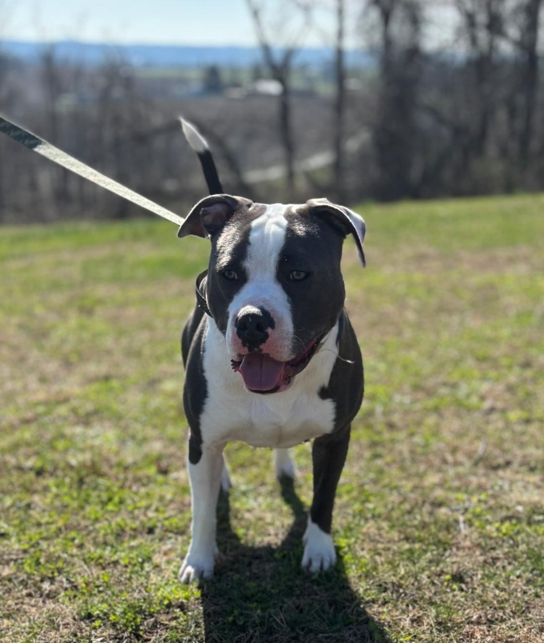 Enlarge Ramble, a Adoptable American Staffordshire Terrier in Claridge, PA image 2/2