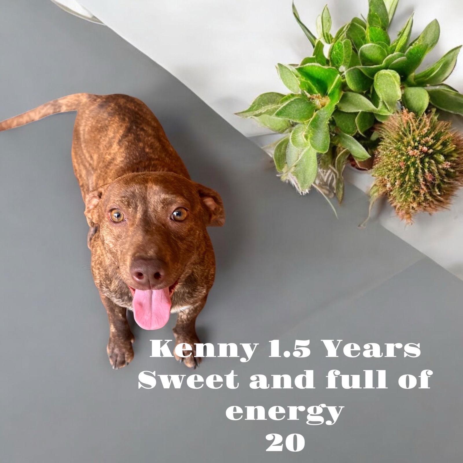 Kenny, Adopted, Young Male Dachshund & Pit Bull Terrier.