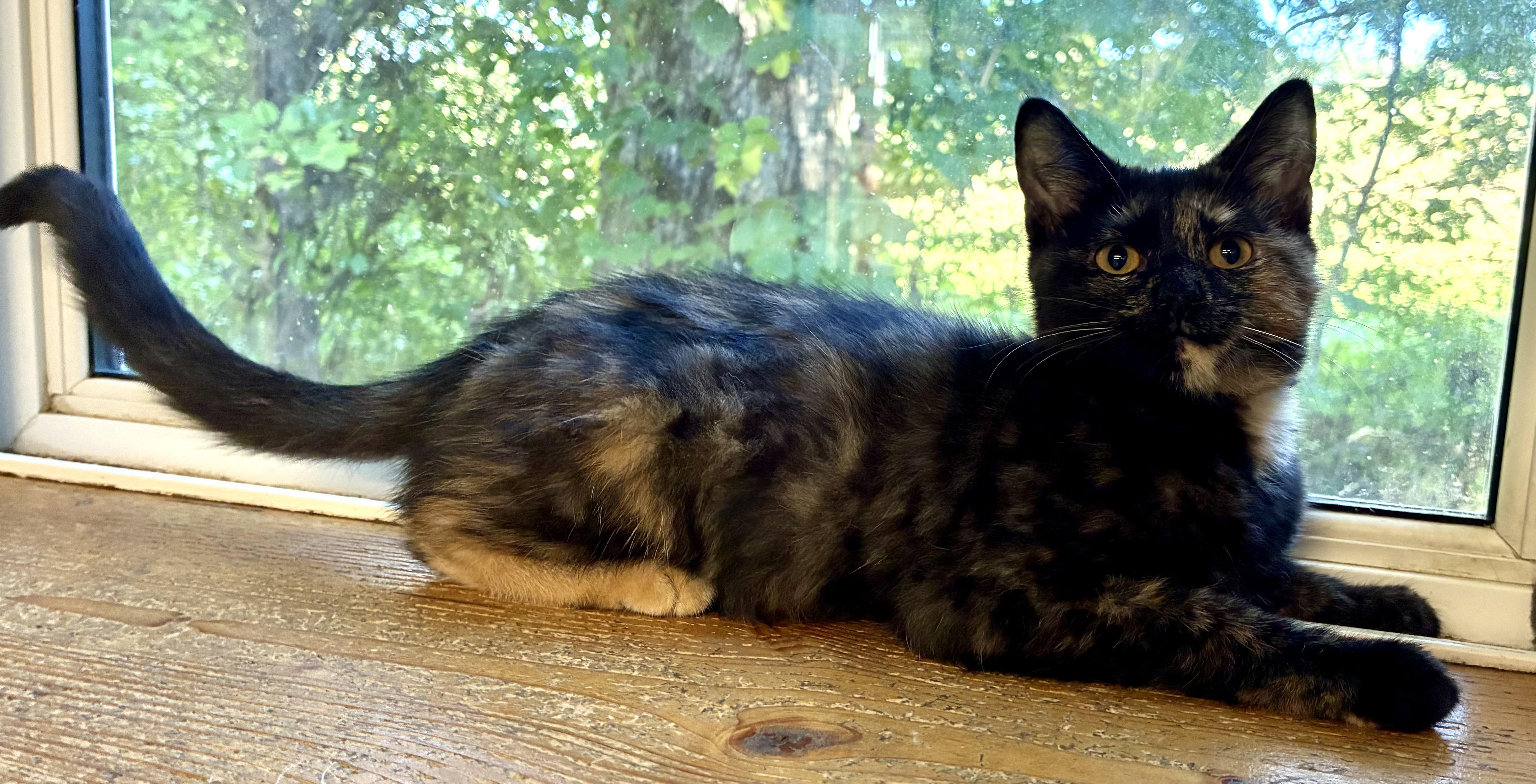PEACHES