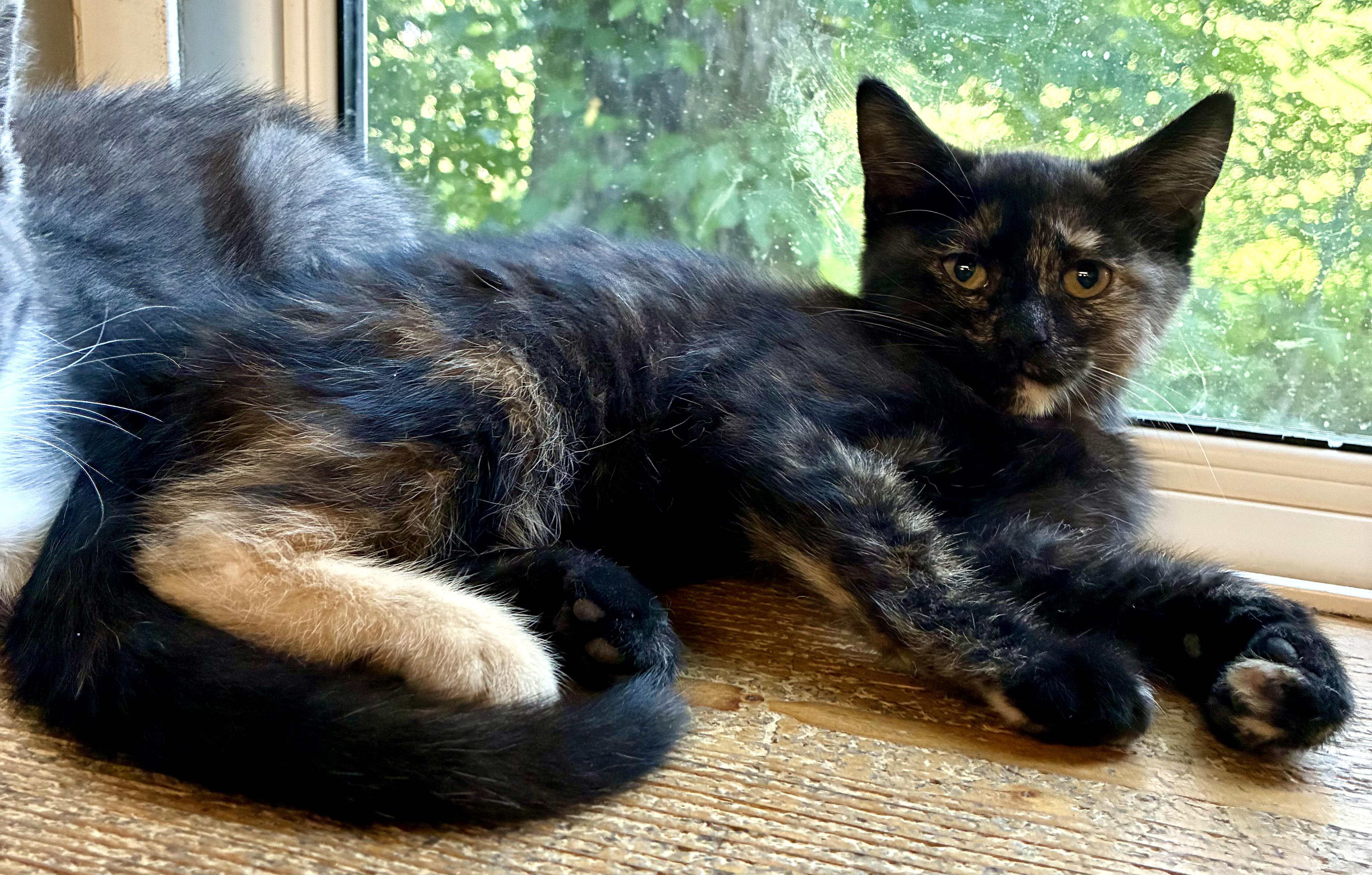 PEACHES