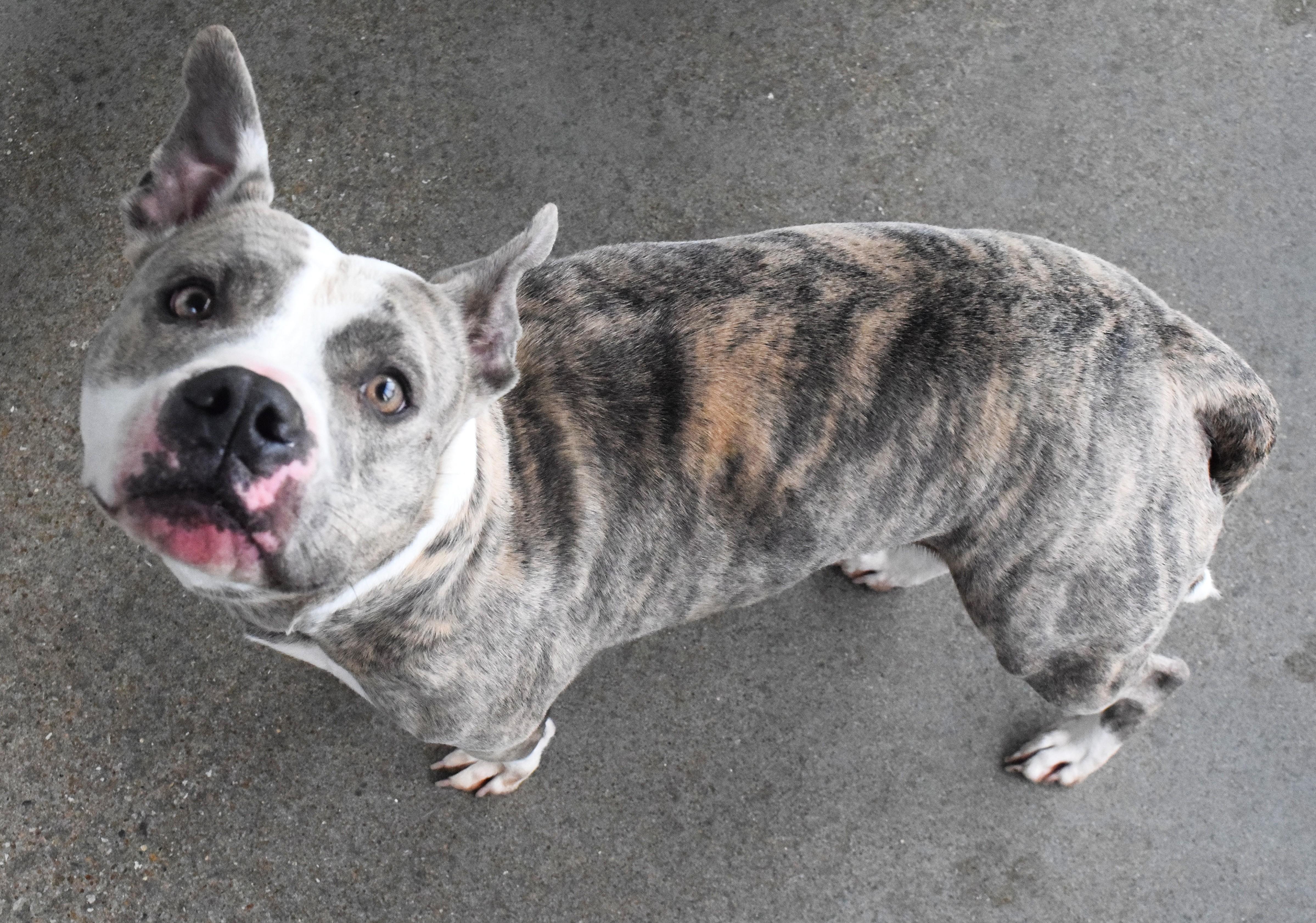 Enlarge 22280, a ADOPTABLE mixed breed in Broken Arrow, OK image 1/1