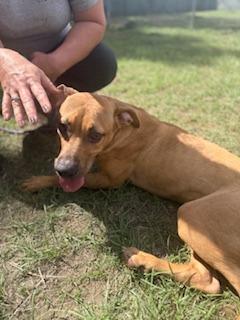 Dwight, a Adoptable mixed breed in Winnsboro, SC image 2/5