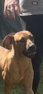 Enlarge Dwight, a Adoptable mixed breed in Winnsboro, SC image 3/5