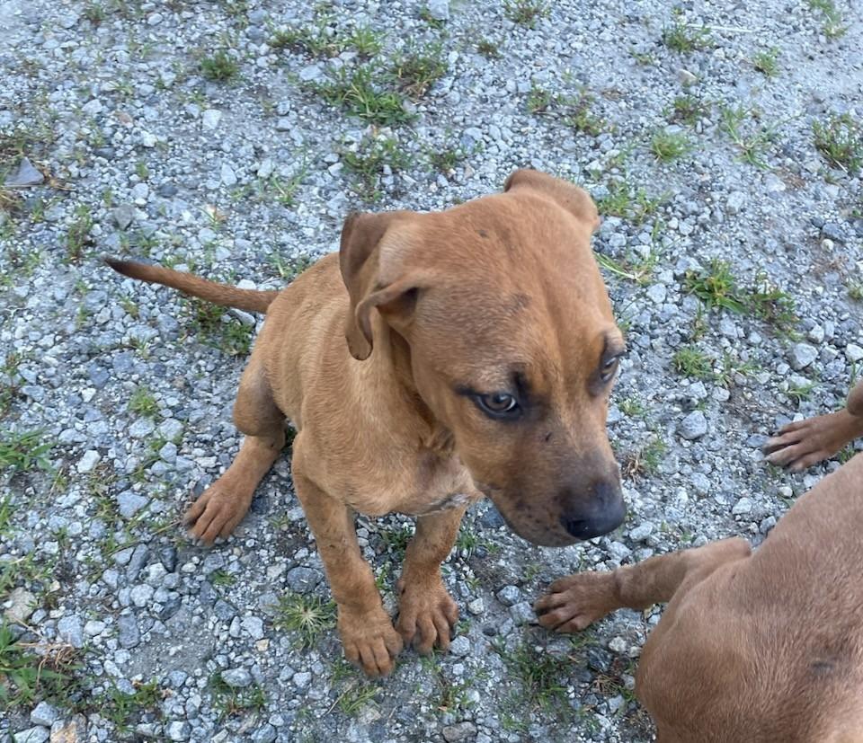 Dwight, a Adoptable mixed breed in Winnsboro, SC image 3/5