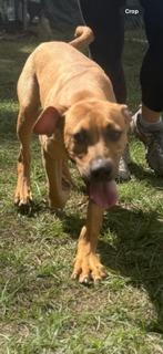 Enlarge Dwight, a Adoptable mixed breed in Winnsboro, SC image 5/5