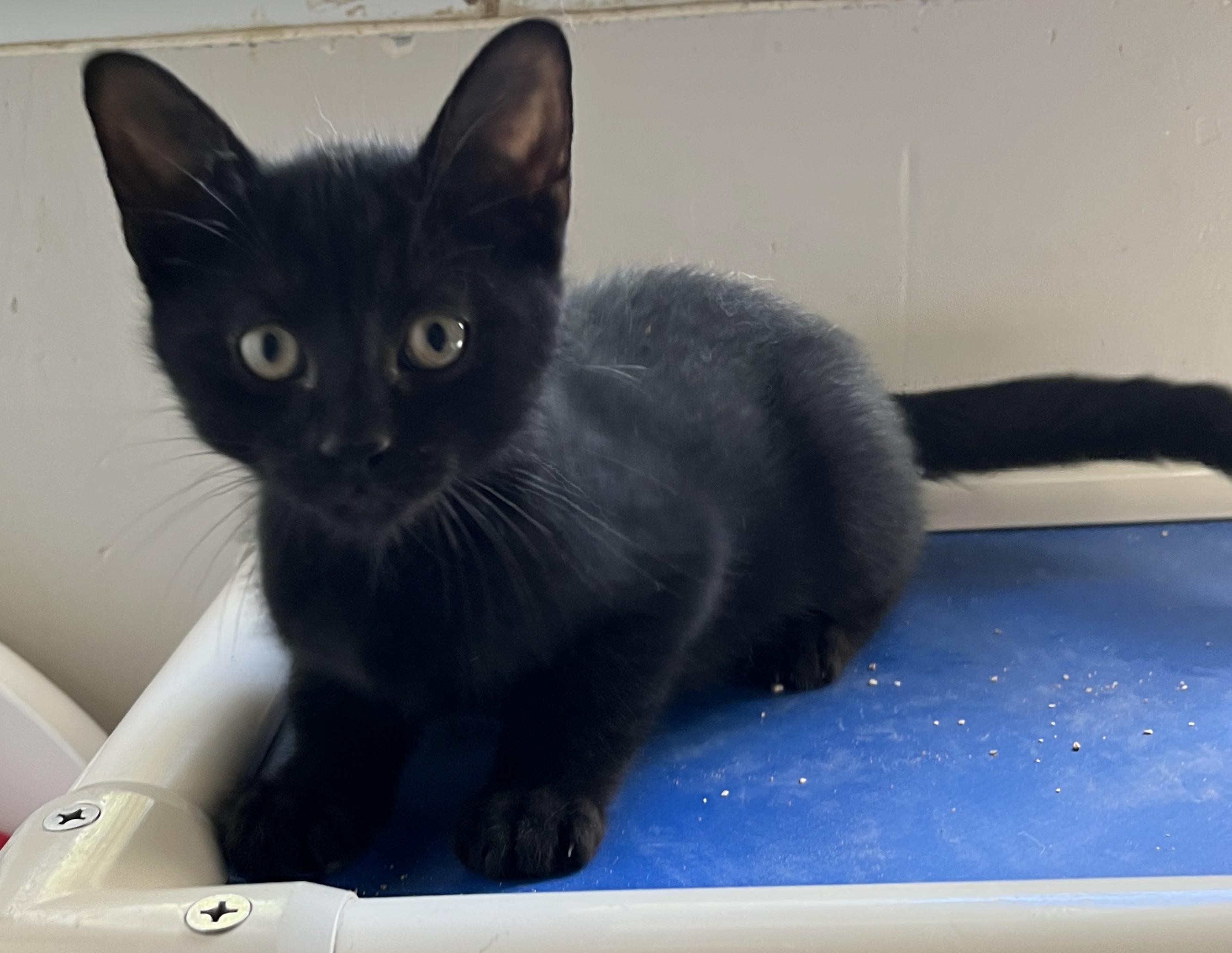 Enlarge GUSTAVE & GILBERT (CR/SC), a Adopted Domestic Short Hair in Sainte-Angele-de-Monnoir, QC image 4/6