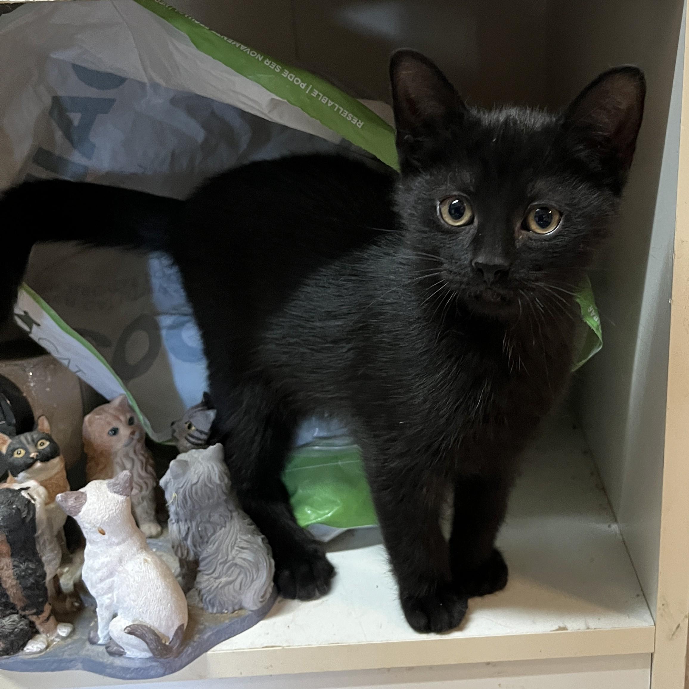Enlarge GUSTAVE & GILBERT (CR/SC), a Adopted Domestic Short Hair in Sainte-Angele-de-Monnoir, QC image 2/6