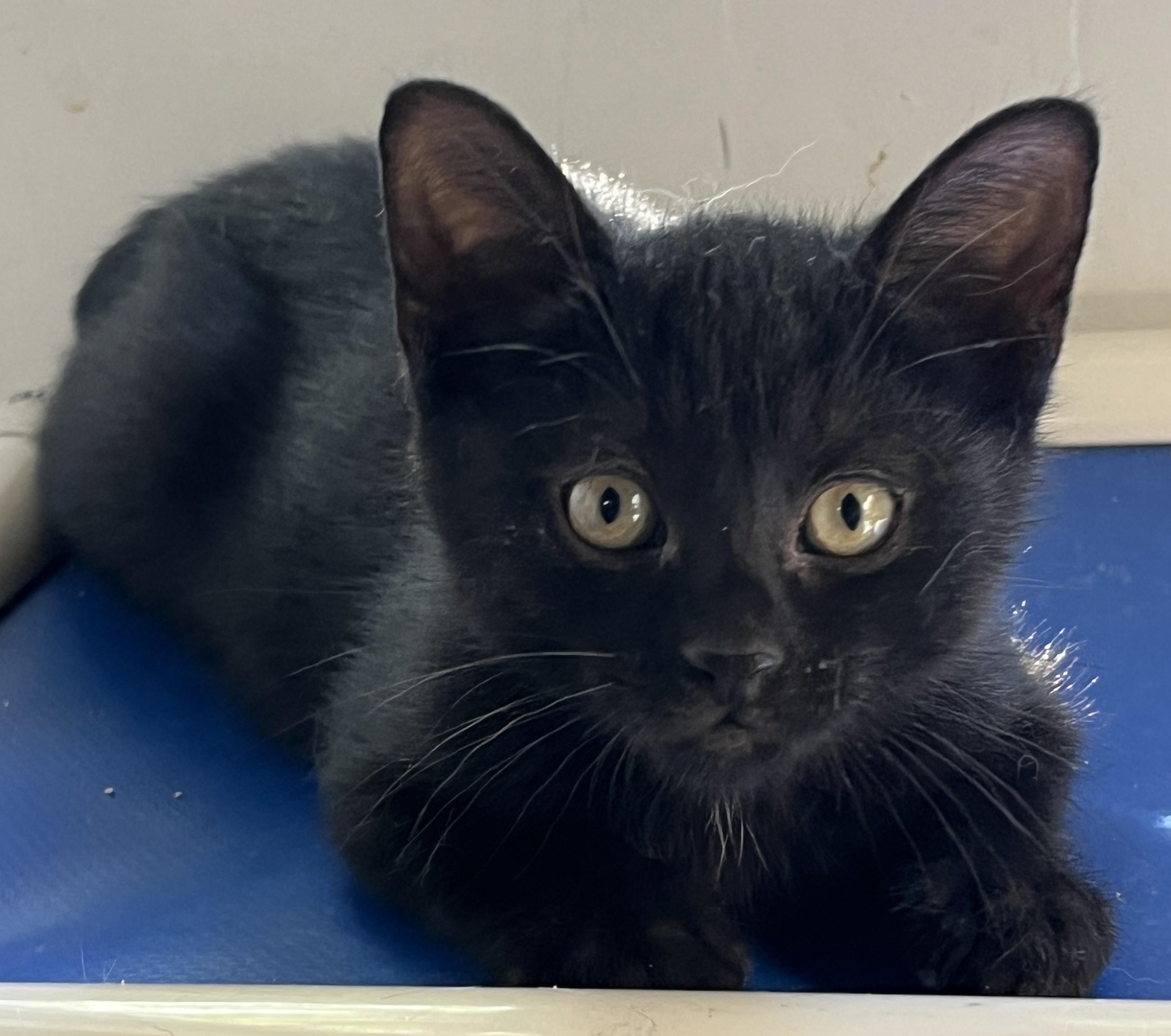 GUSTAVE & GILBERT (CR/SC), Adopted, Kitten Male Domestic Short Hair.