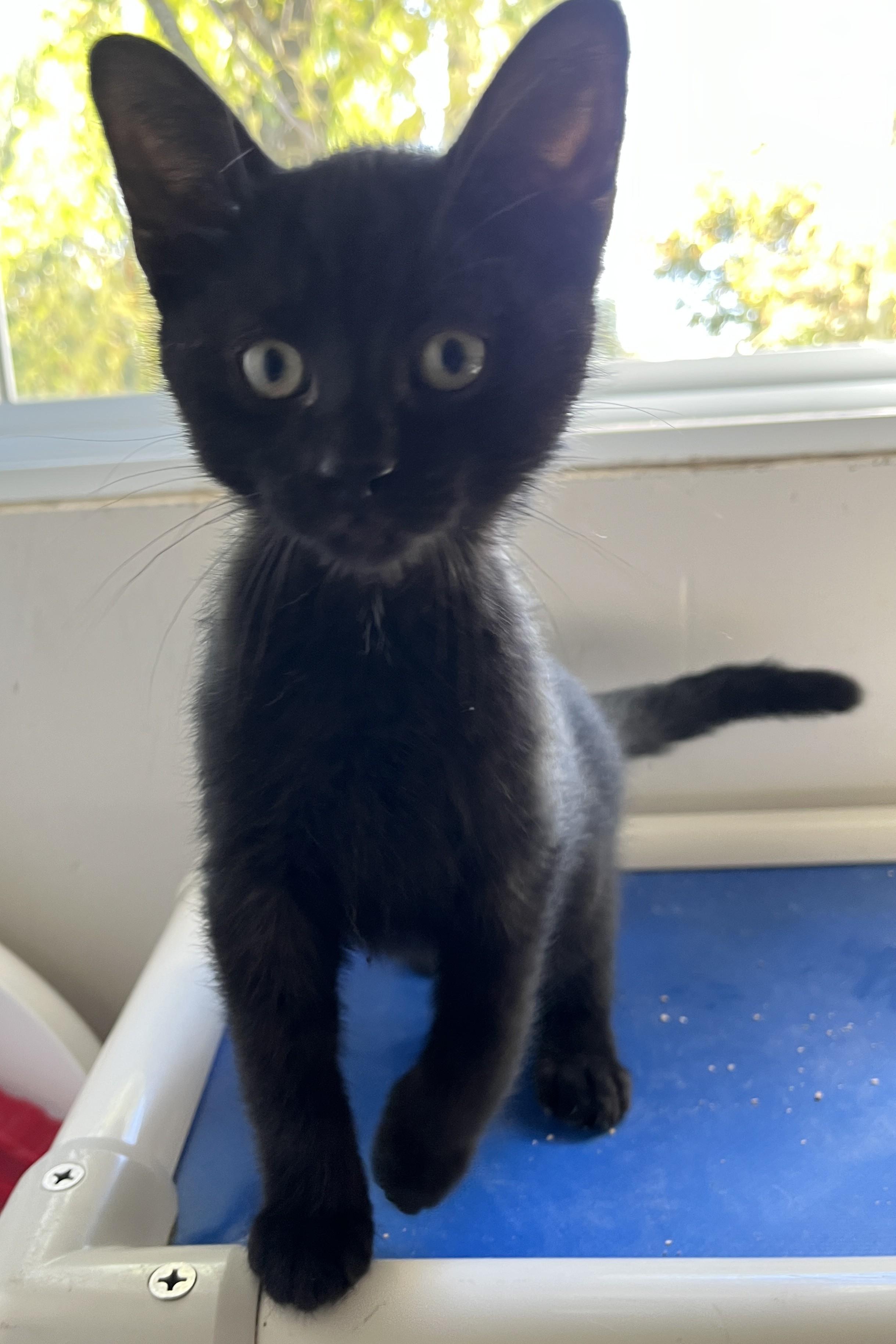 Enlarge GUSTAVE & GILBERT (CR/SC), a Adopted Domestic Short Hair in Sainte-Angele-de-Monnoir, QC image 3/6