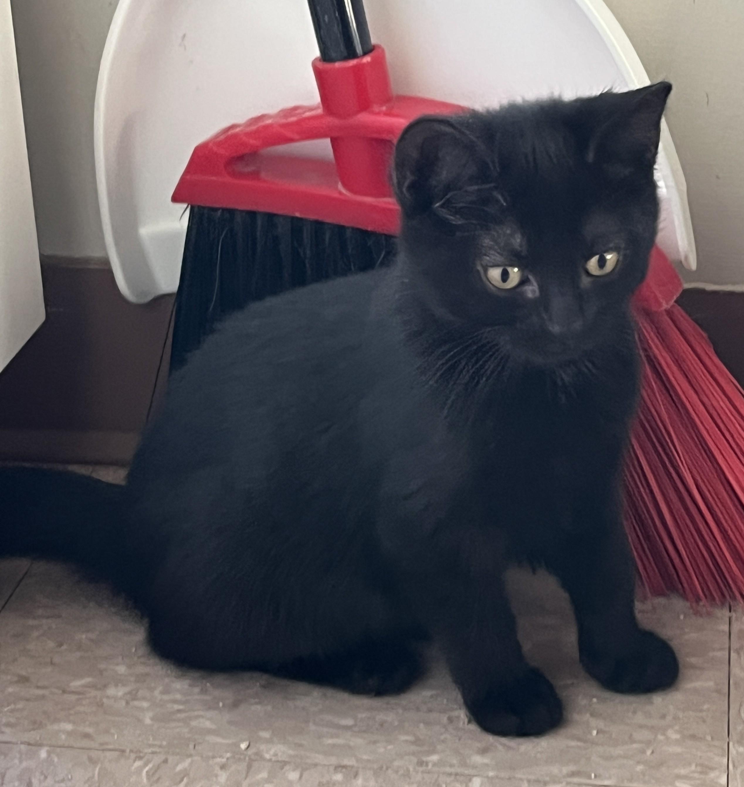Enlarge GUSTAVE & GILBERT (CR/SC), a Adopted Domestic Short Hair in Sainte-Angele-de-Monnoir, QC image 5/6
