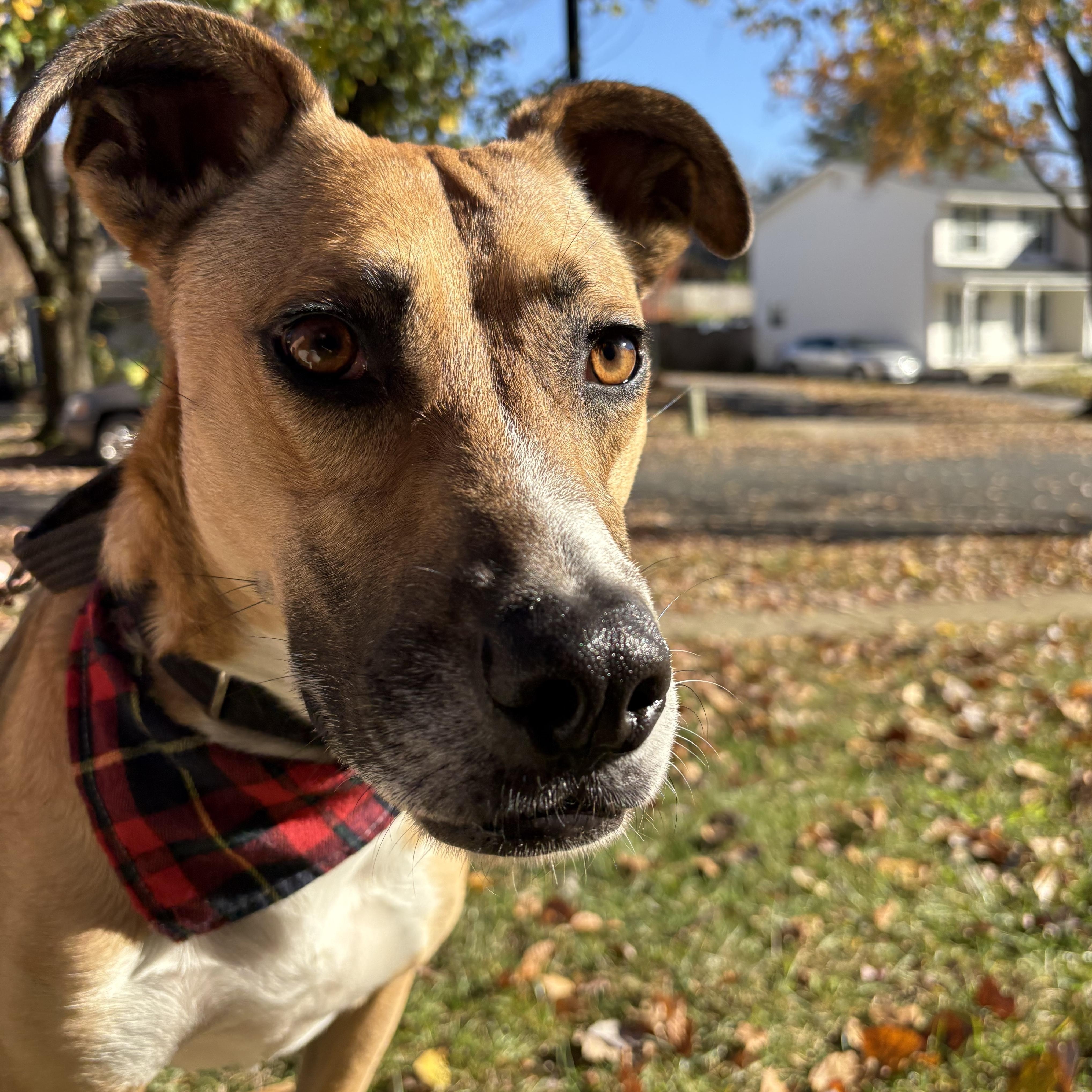 Enlarge Cleo, an adoptable mixed breed in Chesapeake Beach, MD image 1/6
