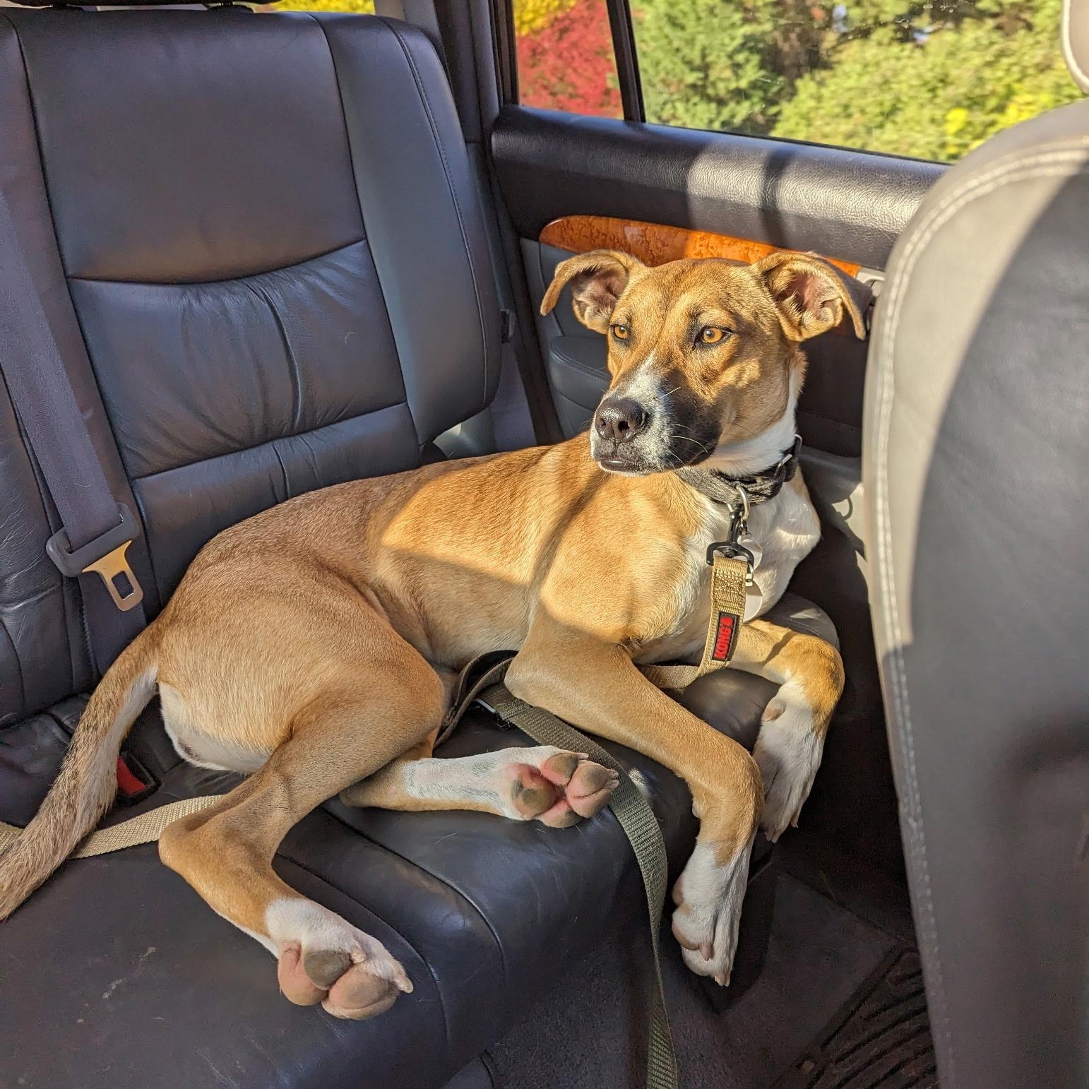 Enlarge Cleo, an adoptable mixed breed in Chesapeake Beach, MD image 3/6