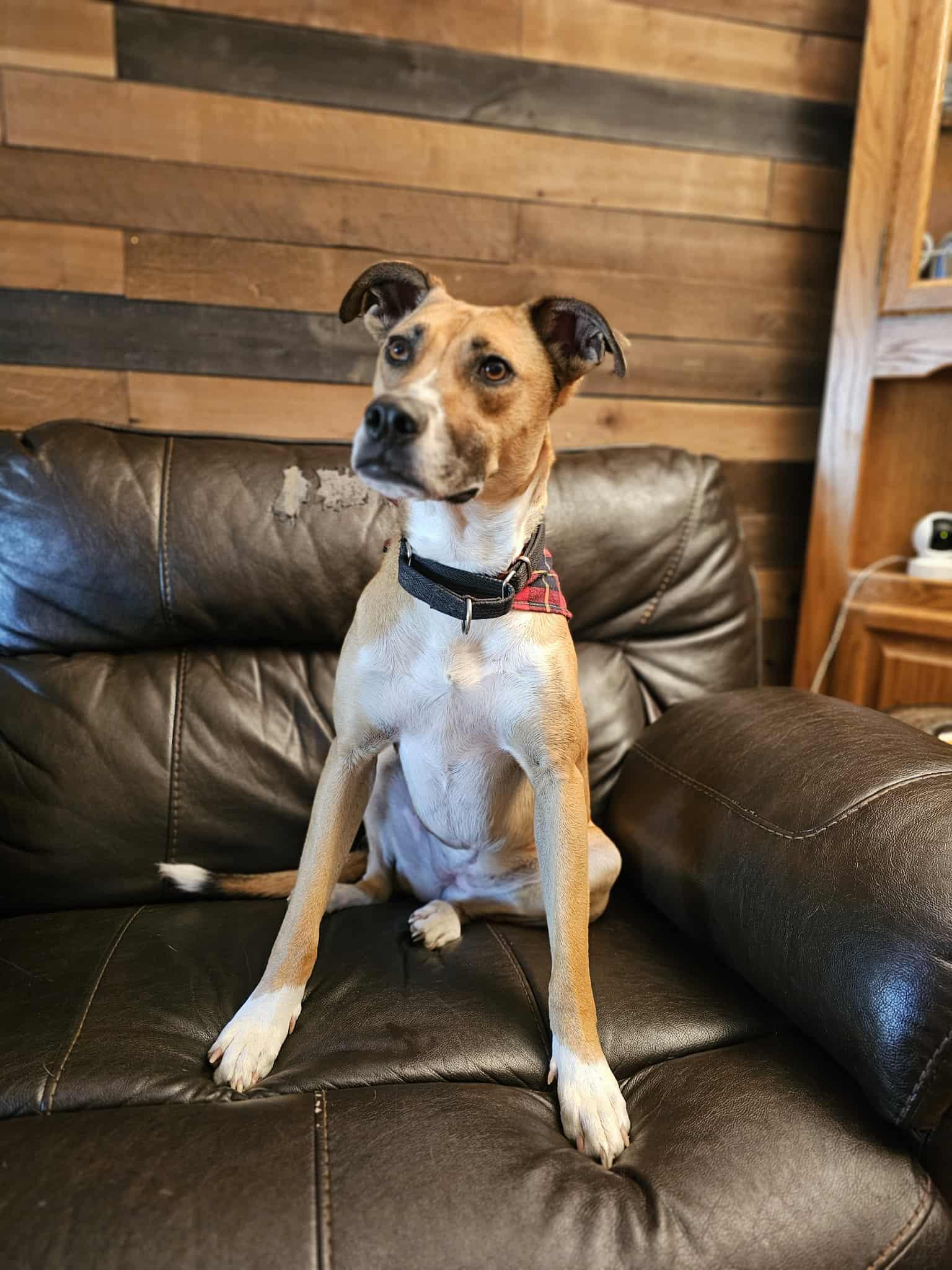 Enlarge Cleo, an adoptable mixed breed in Chesapeake Beach, MD image 5/6