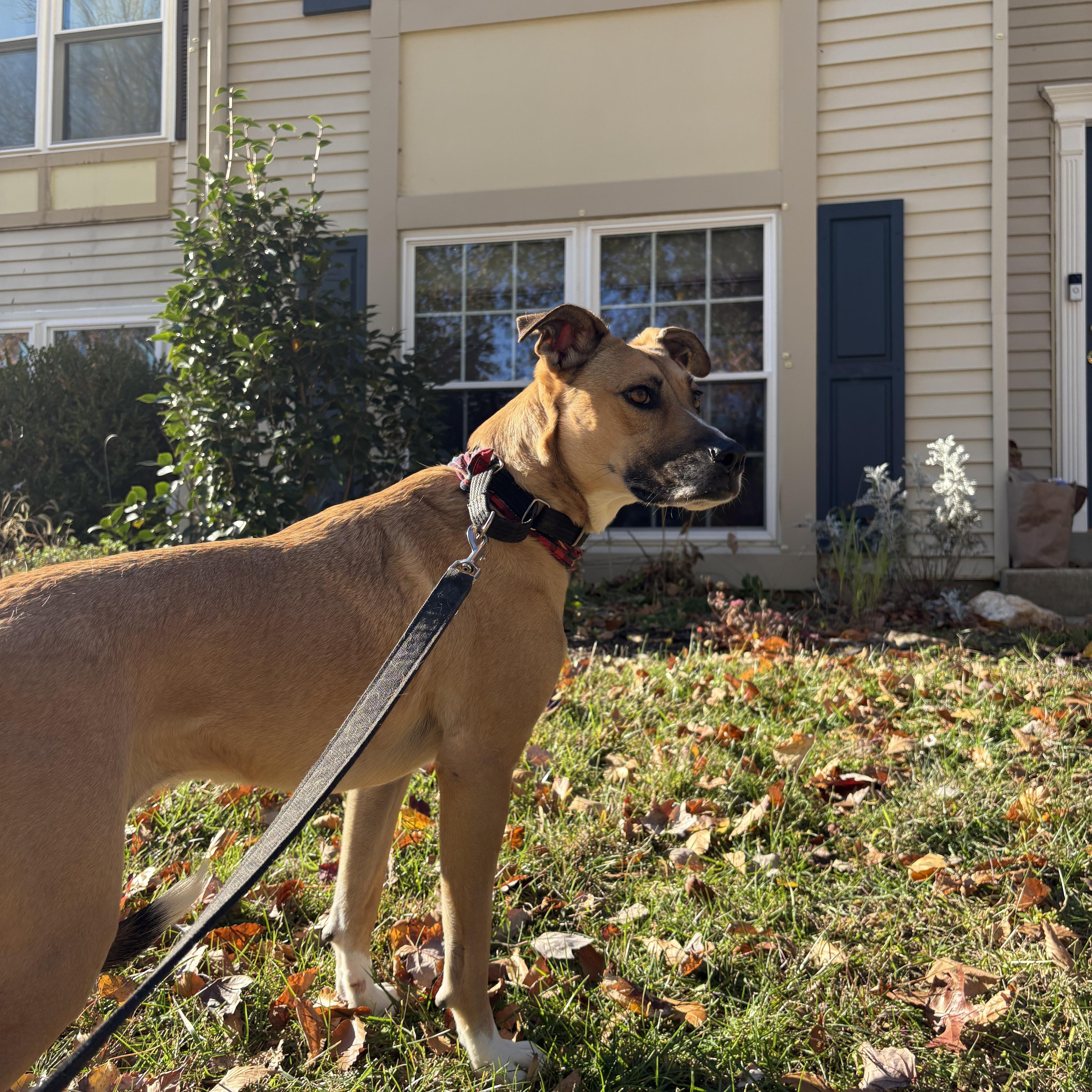 Enlarge Cleo, an adoptable mixed breed in Chesapeake Beach, MD image 2/6