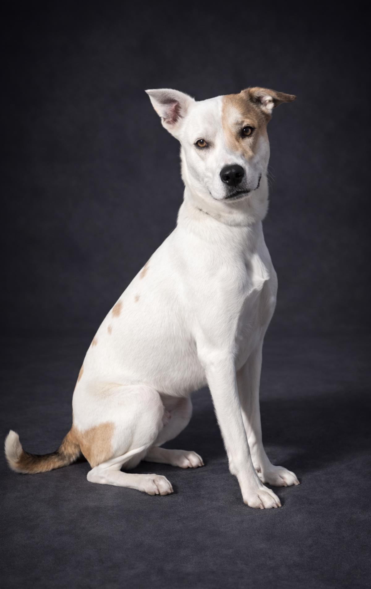 Enlarge Sundae, a Adoptable mixed breed in Rockwall, TX image 1/3