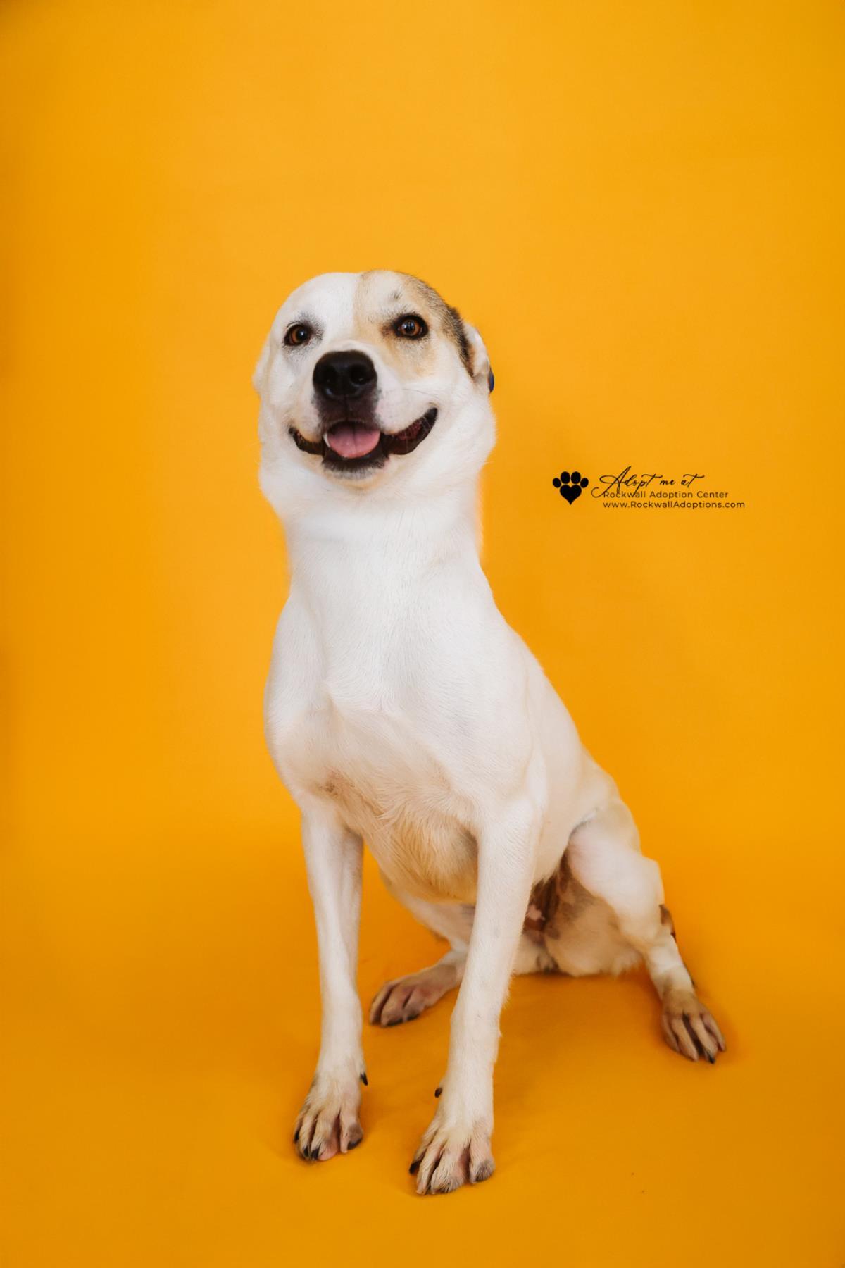 Sundae, Adoptable, Adult Female Australian Shepherd & Catahoula Leopard Dog.