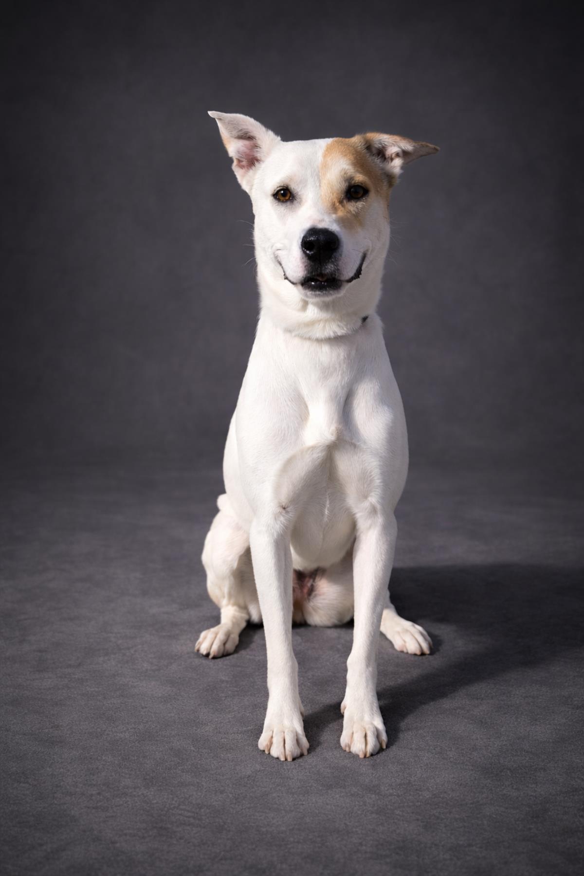 Enlarge Sundae, a Adoptable mixed breed in Rockwall, TX image 3/3
