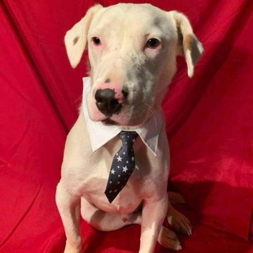 Gilley, Adoptable, Adult Male Dalmatian & Australian Cattle Dog / Blue Heeler.