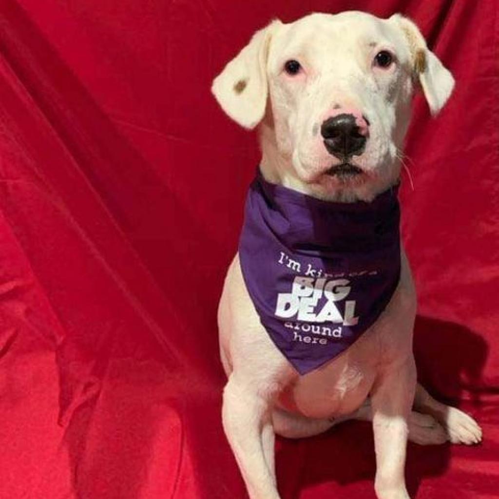 Enlarge Gilley, a Adoptable mixed breed in Wadena, MN image 2/6