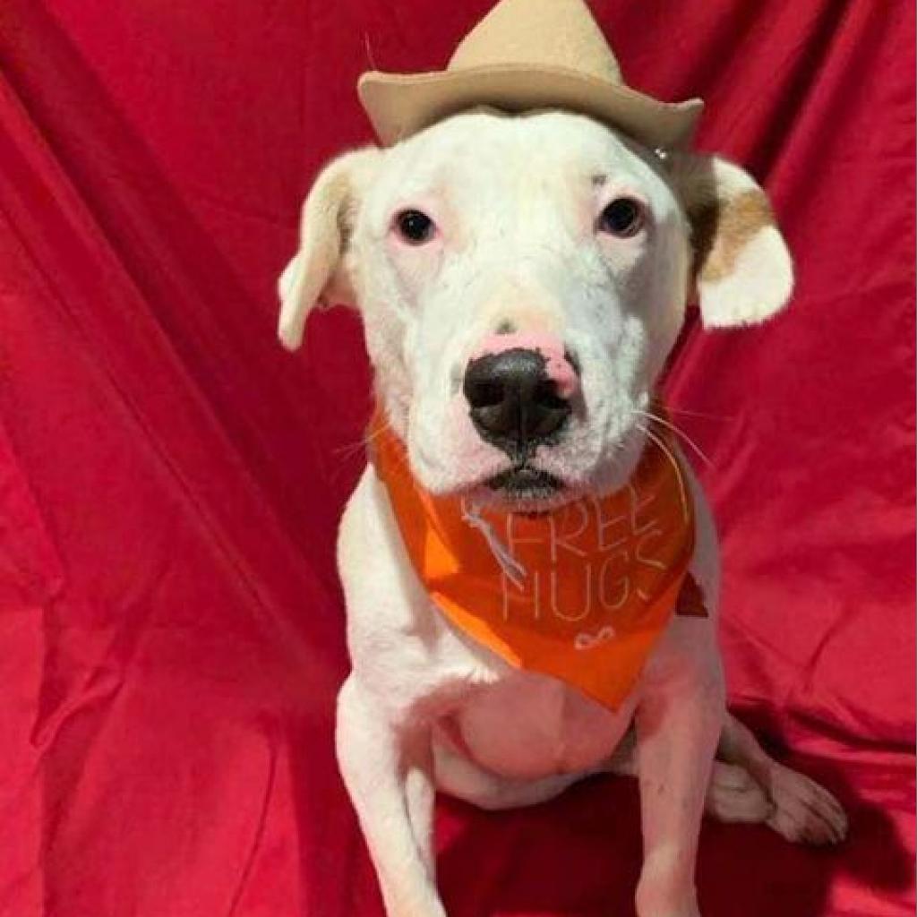 Enlarge Gilley, a Adoptable mixed breed in Wadena, MN image 3/6