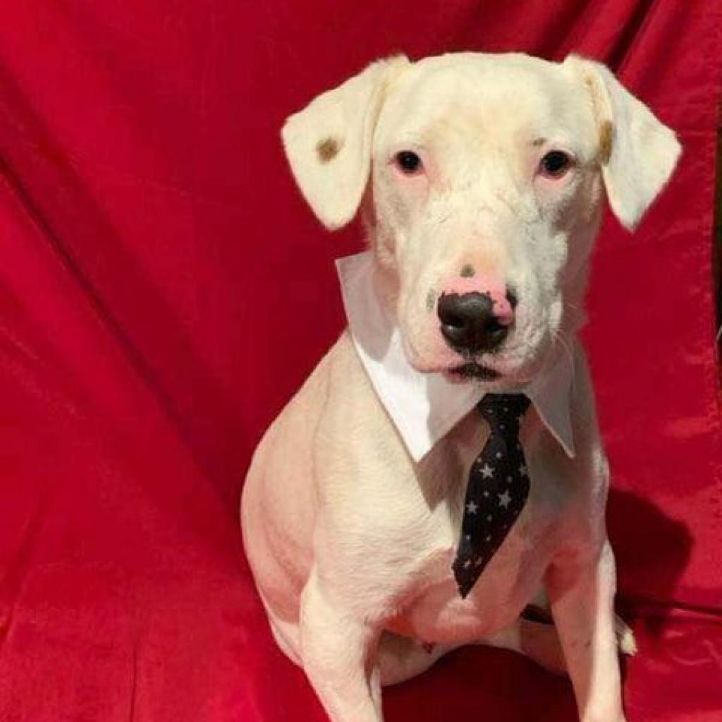 Enlarge Gilley, a Adoptable mixed breed in Wadena, MN image 4/6