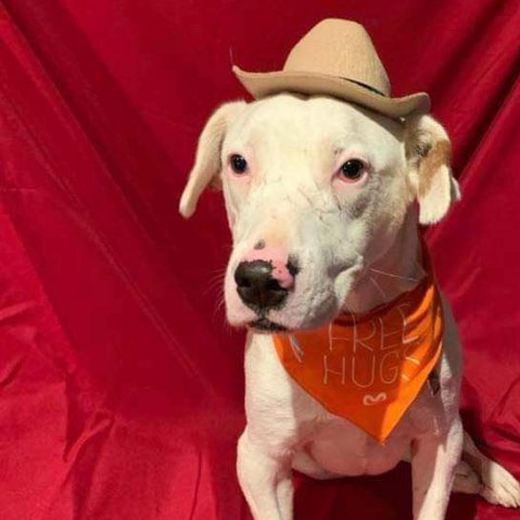 Enlarge Gilley, a Adoptable mixed breed in Wadena, MN image 5/6