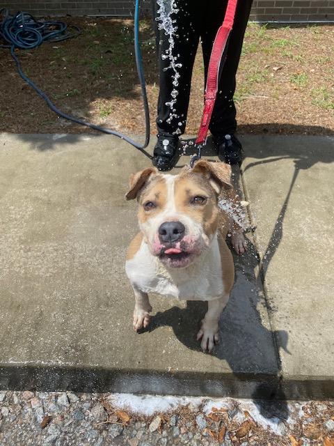 Peabody, an adoptable Boxer, Staffordshire Bull Terrier in Barnwell, SC, 29812 | Photo Image 1