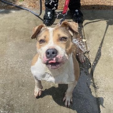 Peabody, a Adoptable mixed breed in Barnwell, SC image 1/5