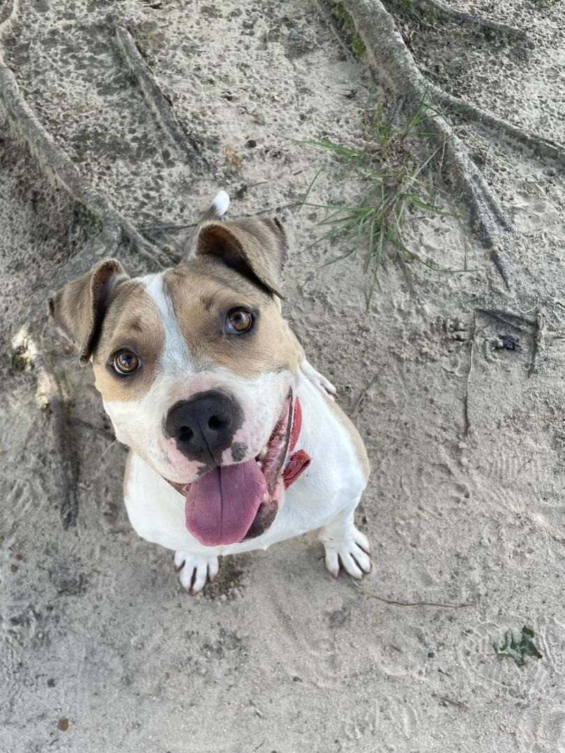 Peabody, a Adoptable mixed breed in Barnwell, SC image 3/5