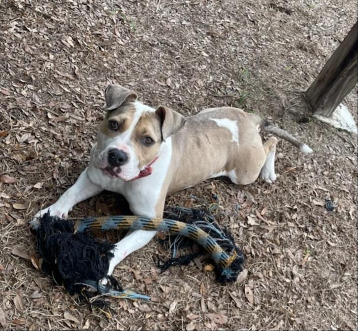 Peabody, a Adoptable mixed breed in Barnwell, SC image 4/5