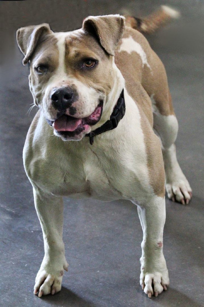 Peabody, a Adoptable mixed breed in Barnwell, SC image 2/5