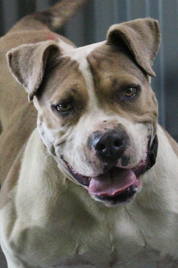 Peabody, a Adoptable mixed breed in Barnwell, SC image 5/5