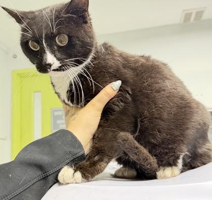 Maverick, Adoptable, Senior Male Domestic Medium Hair & Domestic Short Hair.