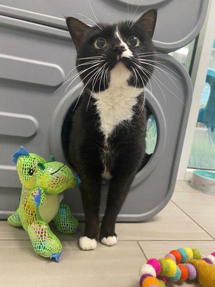 Maverick, Adoptable, Senior Male Domestic Medium Hair & Domestic Short Hair.