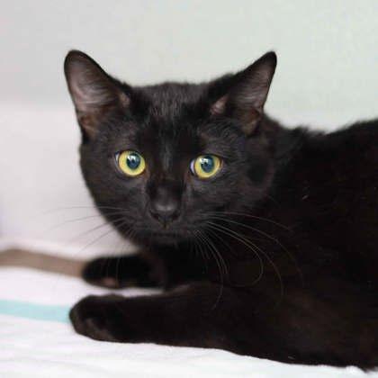 Enlarge Damon, a Adoptable mixed breed in Atlanta, GA image 1/1