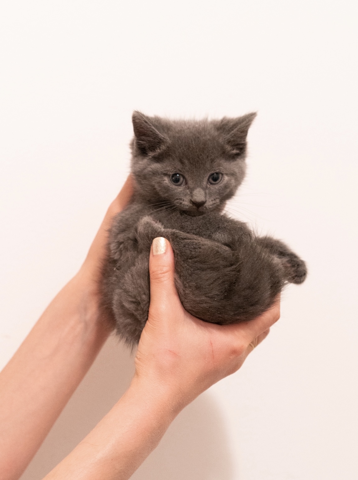 Enlarge Dryer Lint, a Adopted Domestic Short Hair in Brooklyn, NY image 1/2