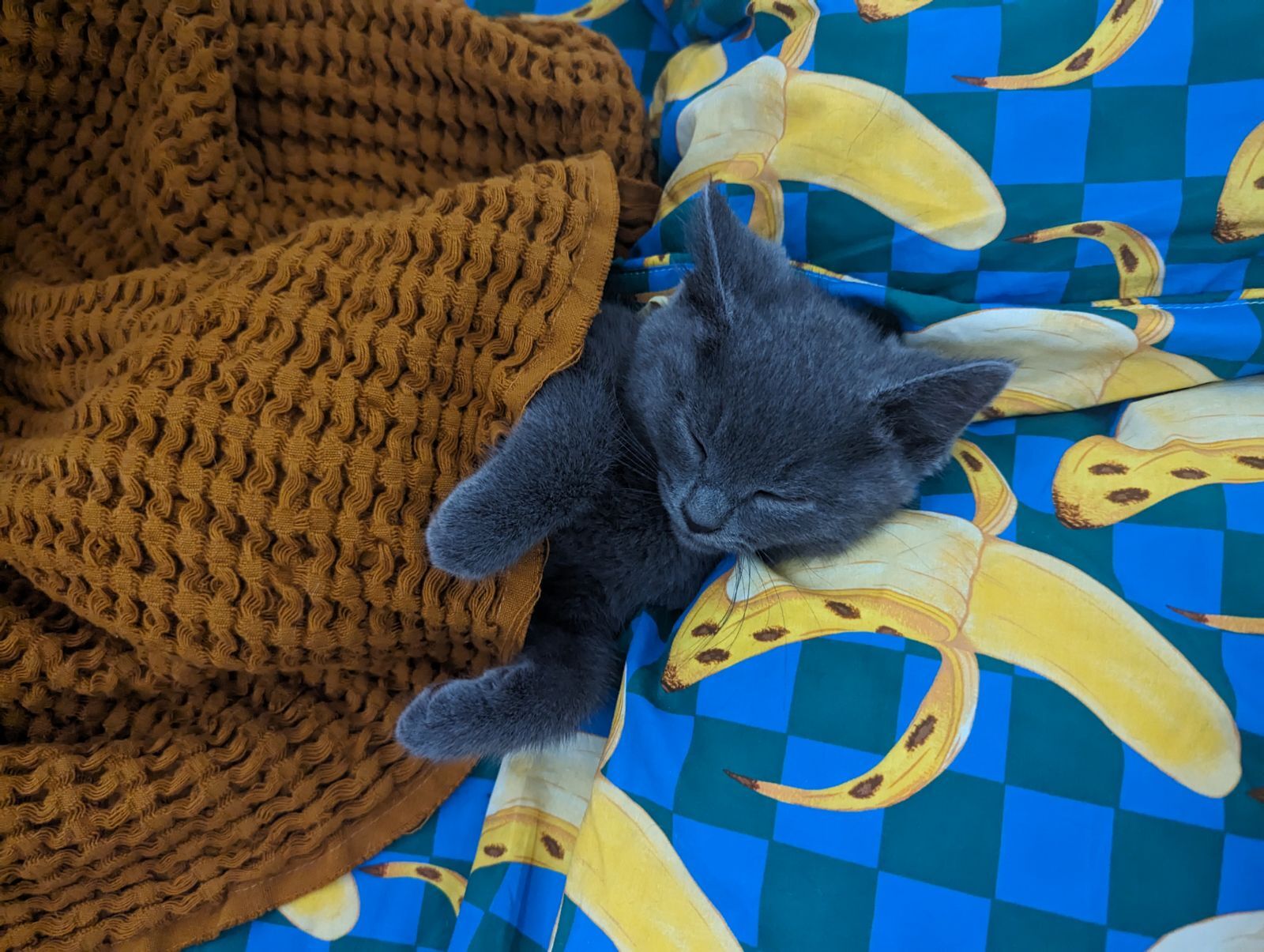 Enlarge Dryer Lint, a Adopted Domestic Short Hair in Brooklyn, NY image 2/2