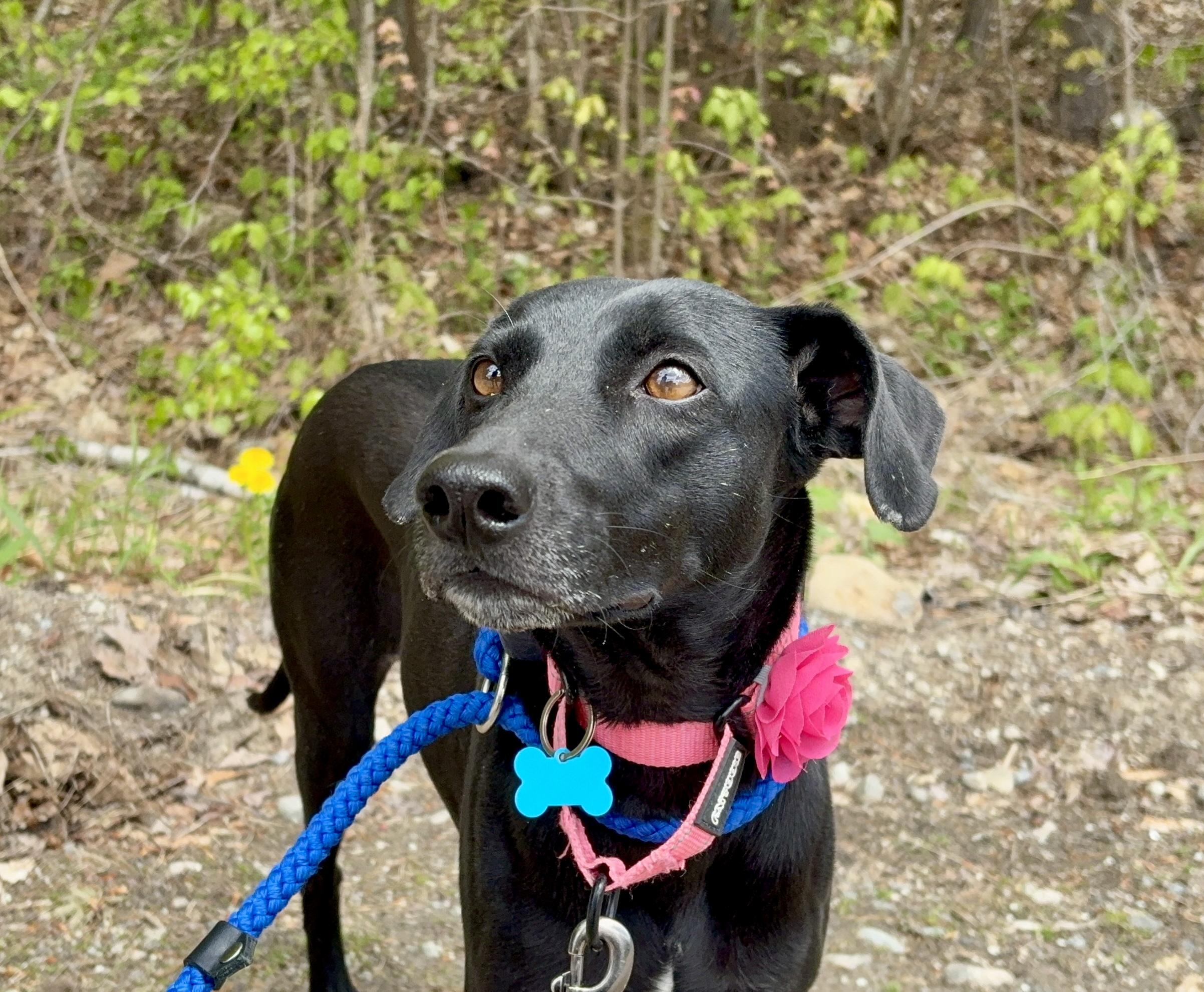 Giovanna aka "Gia", an adopted mixed breed in Weare, NH image 1/6